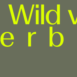 Afbeelding › Wildverband